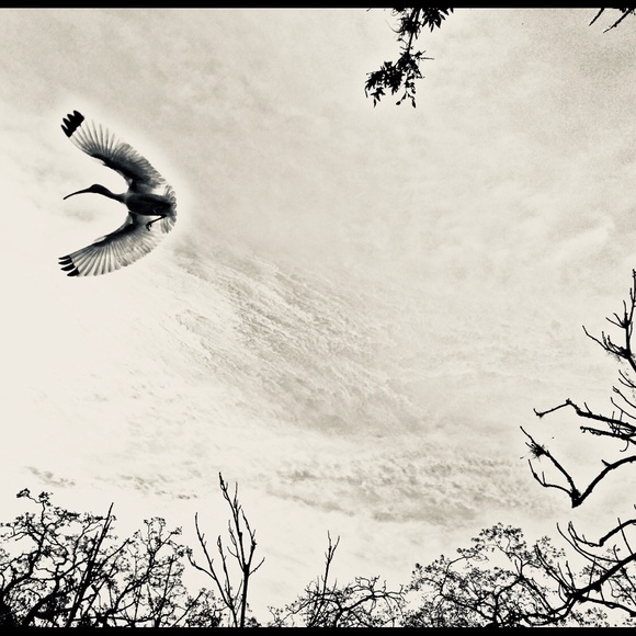 Meet your Posher, Luane - Picture 1 of 1